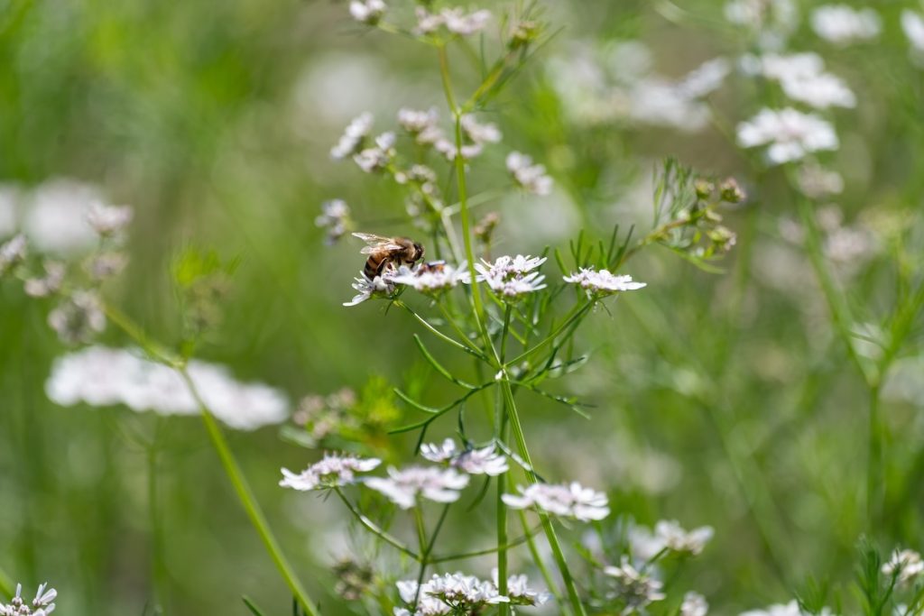 Ape-Natura-Prato-Fiori-Il-Podere