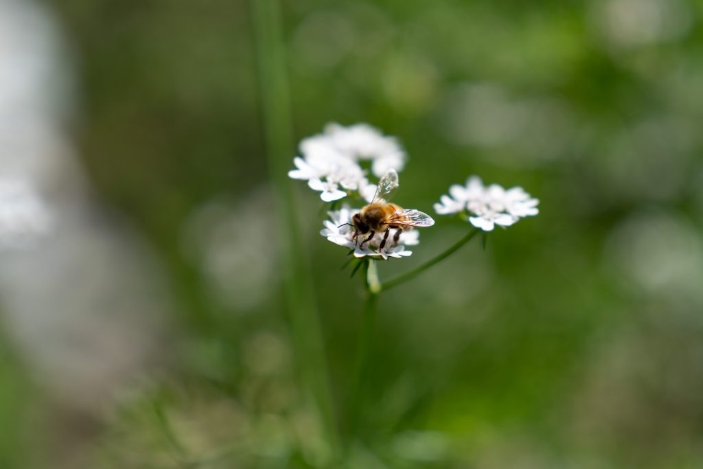 Fiore-Bianco-Prato-Natura-Ape-Il-Podere