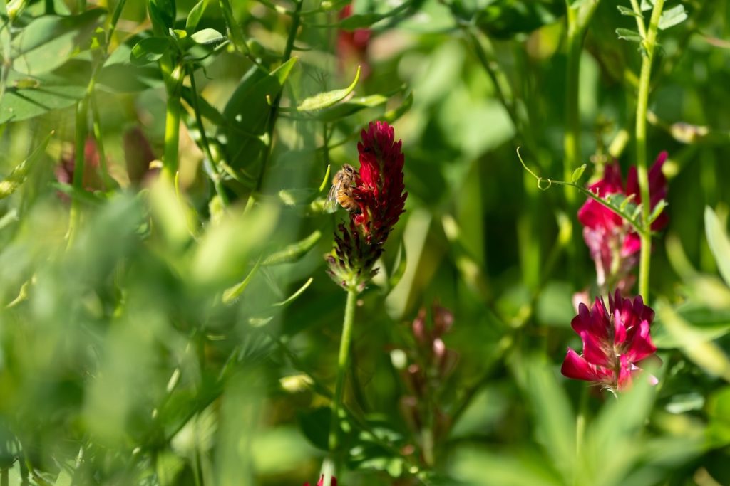 Fiori-Rossi-Natura-Il-Podere